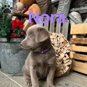 Nora, Silver Labrador Retriever Puppy